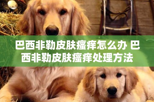 巴西非勒皮膚瘙癢怎么辦 巴西非勒皮膚瘙癢處理方法