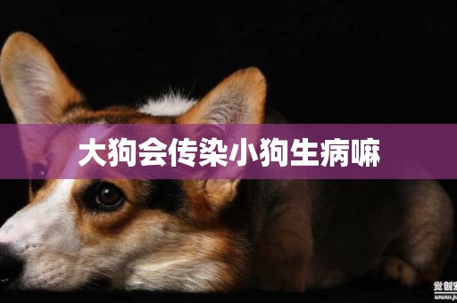 大狗會傳染小狗生病嘛