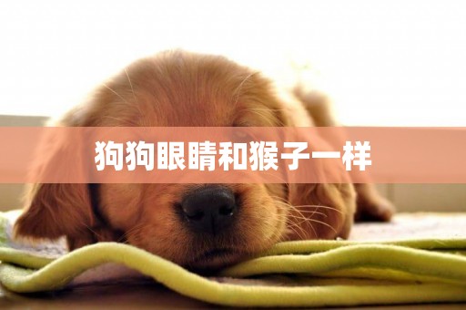 狗狗眼睛和猴子一樣
