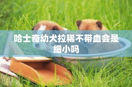 哈士奇幼犬拉稀不帶血會是細小嗎