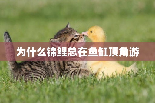 為什么錦鯉總在魚缸頂角游
