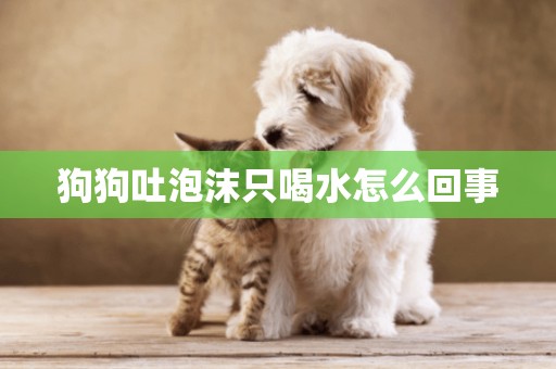 狗狗吐泡沫只喝水怎么回事