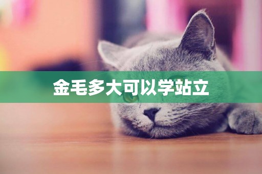 金毛多大可以學站立