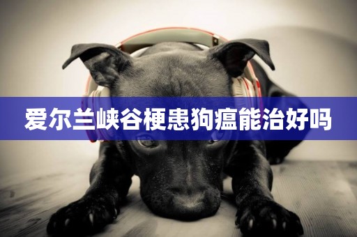 愛爾蘭峽谷梗患狗瘟能治好嗎