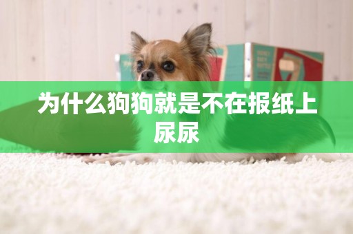為什么狗狗就是不在報紙上尿尿