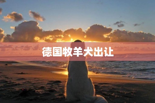 德國牧羊犬出讓