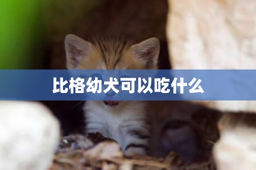比格幼犬可以吃什么