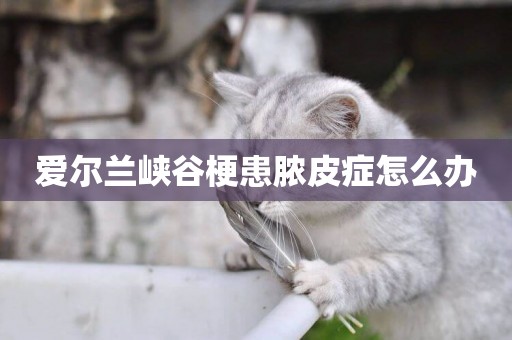 愛爾蘭峽谷梗患膿皮癥怎么辦