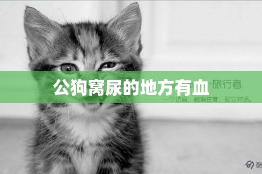 公狗窩尿的地方有血