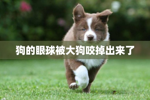 狗的眼球被大狗咬掉出來了