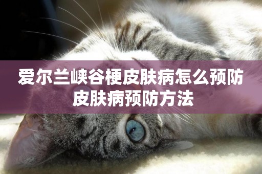 愛爾蘭峽谷梗皮膚病怎么預防 皮膚病預防方法
