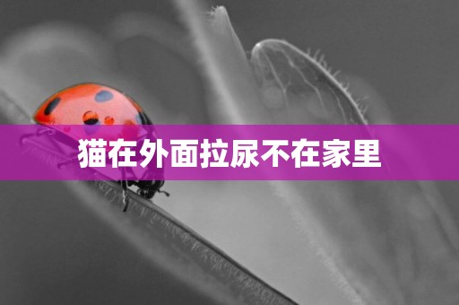 貓在外面拉尿不在家里