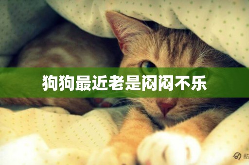 狗狗最近老是悶悶不樂