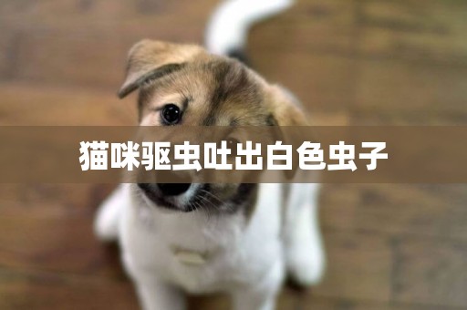 貓咪驅蟲吐出白色蟲子
