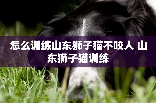 怎么訓練山東獅子貓不咬人 山東獅子貓訓練