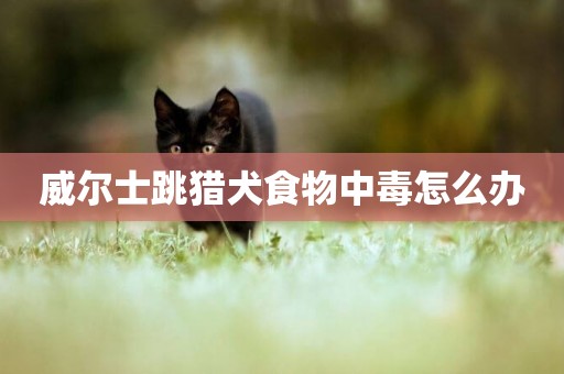 威爾士跳獵犬食物中毒怎么辦