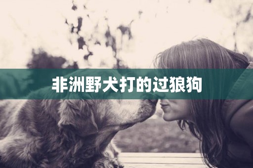非洲野犬打的過狼狗
