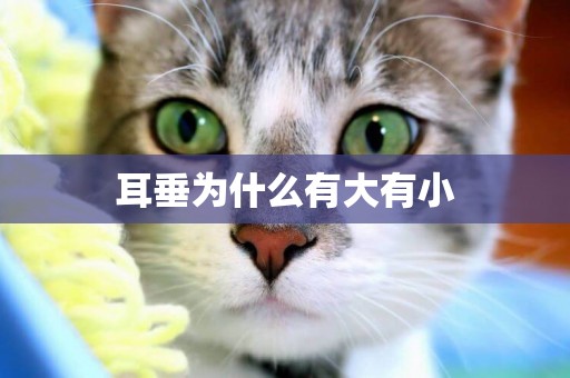 耳垂為什么有大有小