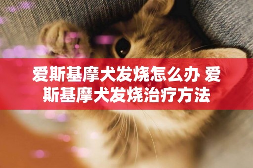愛斯基摩犬發燒怎么辦 愛斯基摩犬發燒治療方法