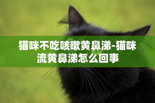 貓咪不吃咳嗽黃鼻涕-貓咪流黃鼻涕怎么回事