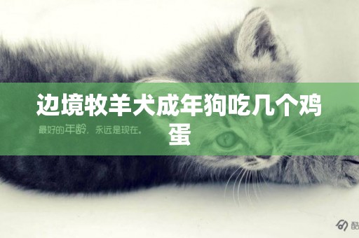 邊境牧羊犬成年狗吃幾個雞蛋