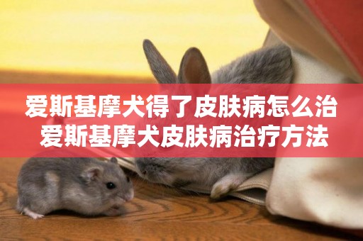 愛斯基摩犬得了皮膚病怎么治 愛斯基摩犬皮膚病治療方法