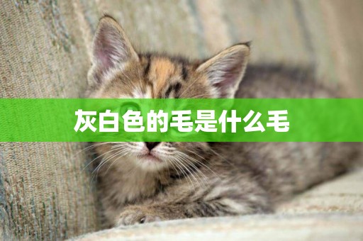 灰白色的毛是什么毛