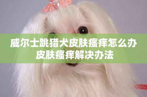 威爾士跳獵犬皮膚瘙癢怎么辦 皮膚瘙癢解決辦法