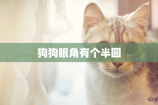 狗狗眼角有個半圓