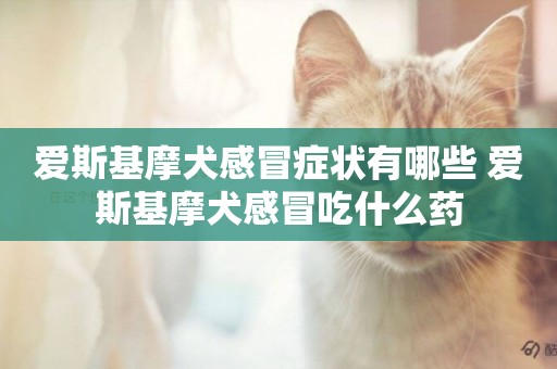 愛斯基摩犬感冒癥狀有哪些 愛斯基摩犬感冒吃什么藥