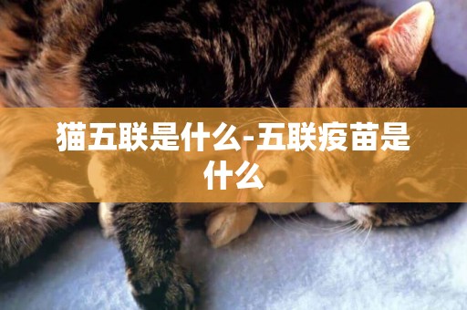 貓五聯是什么-五聯疫苗是什么