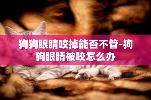 狗狗眼睛咬掉能否不管-狗狗眼睛被咬怎么辦