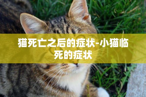 貓死亡之后的癥狀-小貓臨死的癥狀
