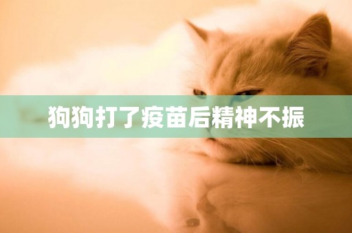狗狗打了疫苗后精神不振