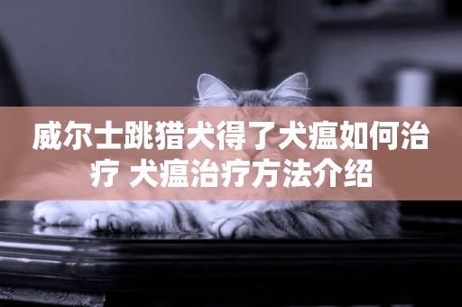 威爾士跳獵犬得了犬瘟如何治療 犬瘟治療方法介紹