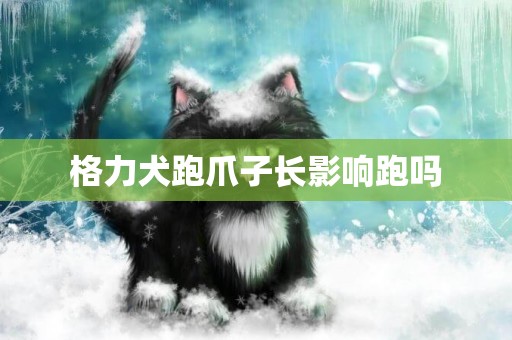 格力犬跑爪子長影響跑嗎