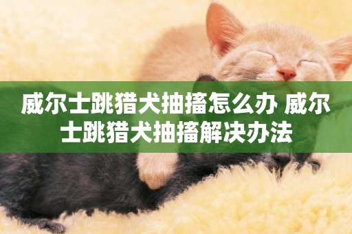 威爾士跳獵犬抽搐怎么辦 威爾士跳獵犬抽搐解決辦法