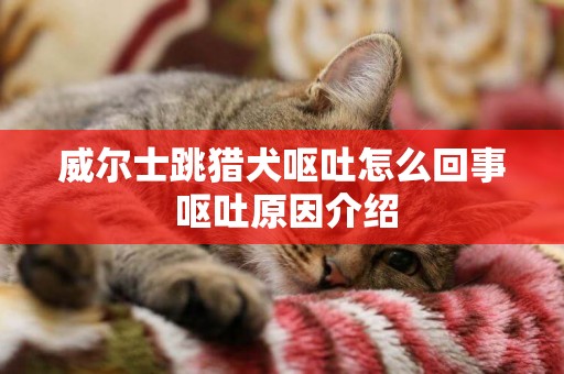 威爾士跳獵犬嘔吐怎么回事 嘔吐原因介紹