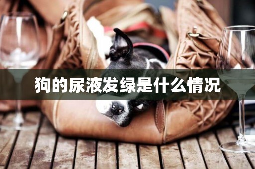 狗的尿液發綠是什么情況