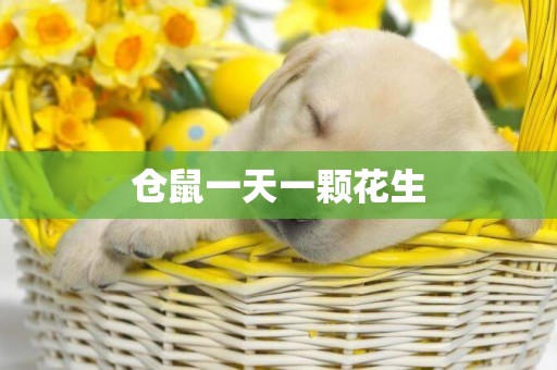 倉鼠一天一顆花生