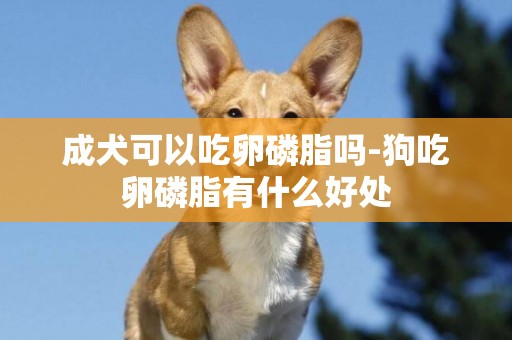 成犬可以吃卵磷脂嗎-狗吃卵磷脂有什么好處
