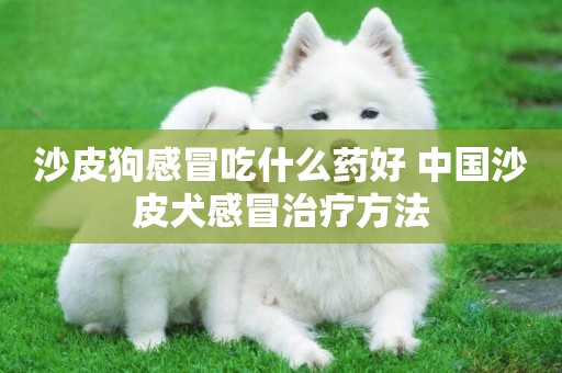 沙皮狗感冒吃什么藥好 中國沙皮犬感冒治療方法