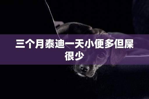 三個月泰迪一天小便多但屎很少