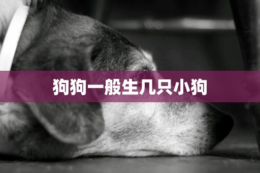 狗狗一般生幾只小狗