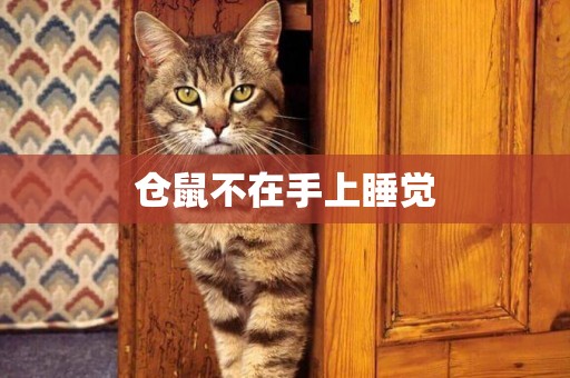 倉鼠不在手上睡覺