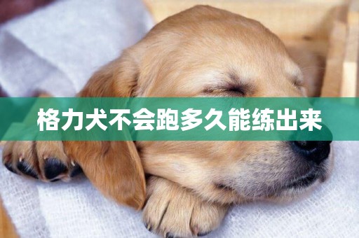 格力犬不會跑多久能練出來