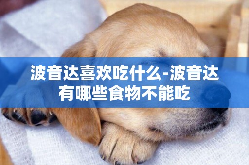 波音達喜歡吃什么-波音達有哪些食物不能吃