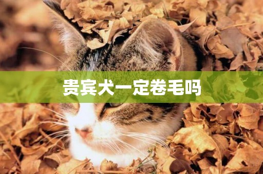 貴賓犬一定卷毛嗎