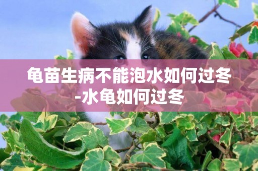 龜苗生病不能泡水如何過冬-水龜如何過冬