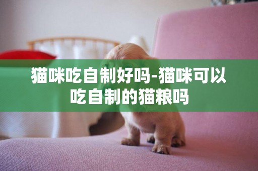 貓咪吃自制好嗎-貓咪可以吃自制的貓糧嗎